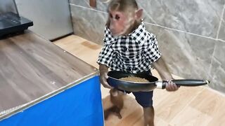 Funny Video Monkey Abu and Duckling