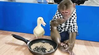 Funny Video Monkey Abu and Duckling