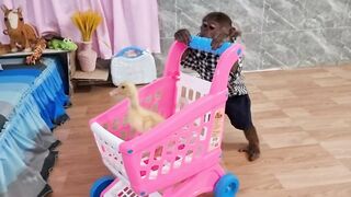 Funny Video Monkey Abu and Duckling