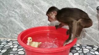 Funny Video Monkey Abu and Duckling