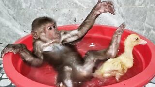 Funny Video Monkey Abu and Duckling