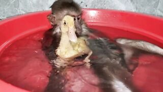 Funny Video Monkey Abu and Duckling