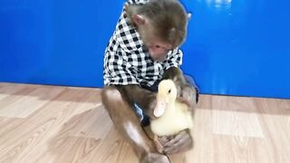 Funny Video Monkey Abu and Duckling