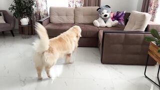 Funny Reaction of a Golden Retriever to a Husky Soft Toy