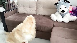 Funny Reaction of a Golden Retriever to a Husky Soft Toy