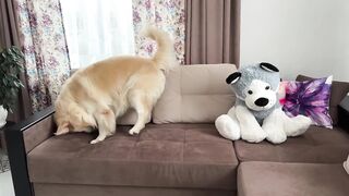 Funny Reaction of a Golden Retriever to a Husky Soft Toy