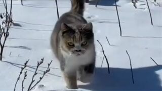 Sweet kitty Cat # Funny Videos ???? - ???? ???? ???????????? ???? part3