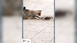Sweet kitty Cat # Funny Videos ???? - ???? ???? ???????????? ???? part3
