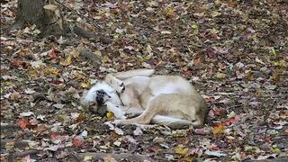 Wolf Wakes Up with the Cutest Stretching Routine