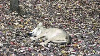 Wolf Wakes Up with the Cutest Stretching Routine