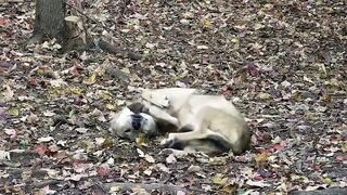 Wolf Wakes Up with the Cutest Stretching Routine