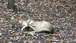 Wolf Wakes Up with the Cutest Stretching Routine