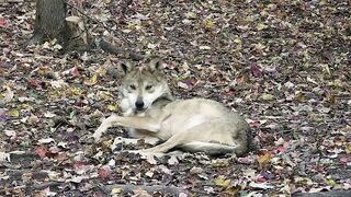 Wolf Wakes Up with the Cutest Stretching Routine