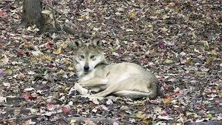 Wolf Wakes Up with the Cutest Stretching Routine