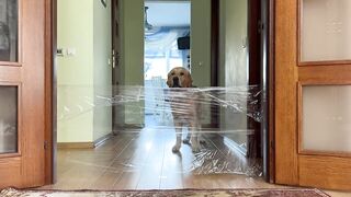 My Dogs React to the Invisible Wall Challenge!