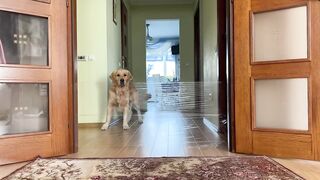 My Dogs React to the Invisible Wall Challenge!