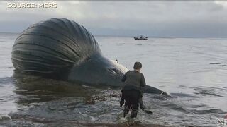 Bloated dead whale named Spike washes ashore on British Columbia beach