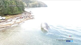 Bloated dead whale named Spike washes ashore on British Columbia beach