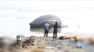 Bloated dead whale named Spike washes ashore on British Columbia beach