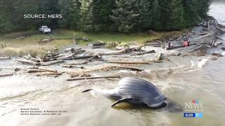 Bloated dead whale named Spike washes ashore on British Columbia beach