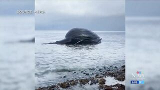 Bloated dead whale named Spike washes ashore on British Columbia beach