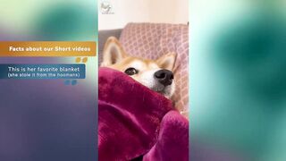 The CUTEST Shiba Inu Dog TikToks Compilation