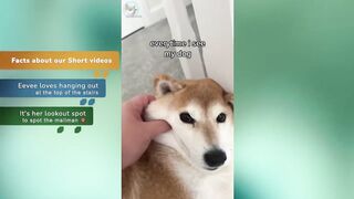 The CUTEST Shiba Inu Dog TikToks Compilation