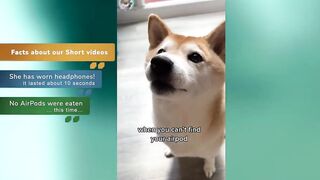 The CUTEST Shiba Inu Dog TikToks Compilation