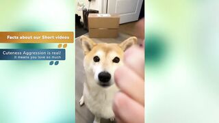 The CUTEST Shiba Inu Dog TikToks Compilation