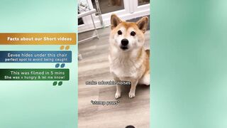 The CUTEST Shiba Inu Dog TikToks Compilation