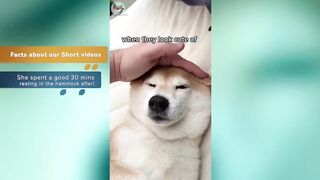 The CUTEST Shiba Inu Dog TikToks Compilation