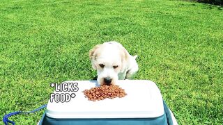 NOOB VS PRO Food Challenge w/Winky & The Norris Nuts