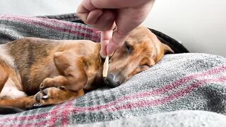 Mini Dachshund Puppy Waking Up To Food (Compilation)