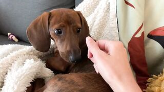 Mini Dachshund Puppy Waking Up To Food (Compilation)