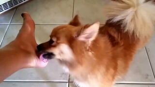 Dogs Licking Feet Compilation
