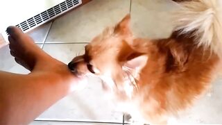 Dogs Licking Feet Compilation