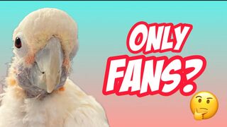 Cockatoos & Parrots Join Only Fans ???????????? But NOT Brad ????