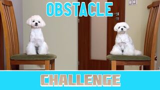 Cute Maltese Puppies attempt water pit obstacle challenge #dog #cute #funny