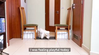 Cute Maltese Puppies attempt water pit obstacle challenge #dog #cute #funny