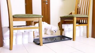 Cute Maltese Puppies attempt water pit obstacle challenge #dog #cute #funny