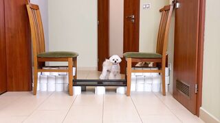 Cute Maltese Puppies attempt water pit obstacle challenge #dog #cute #funny