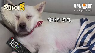 보는 순간 힐링되는 강아지들 단체 잠방ㅋㅋㅋ.wmvㅣCompilation of Dogs Sleeping That Will Make Your Day in 3 Minutes