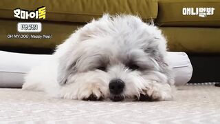 보는 순간 힐링되는 강아지들 단체 잠방ㅋㅋㅋ.wmvㅣCompilation of Dogs Sleeping That Will Make Your Day in 3 Minutes