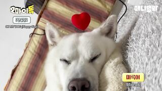 보는 순간 힐링되는 강아지들 단체 잠방ㅋㅋㅋ.wmvㅣCompilation of Dogs Sleeping That Will Make Your Day in 3 Minutes