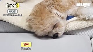 보는 순간 힐링되는 강아지들 단체 잠방ㅋㅋㅋ.wmvㅣCompilation of Dogs Sleeping That Will Make Your Day in 3 Minutes