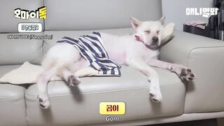 보는 순간 힐링되는 강아지들 단체 잠방ㅋㅋㅋ.wmvㅣCompilation of Dogs Sleeping That Will Make Your Day in 3 Minutes