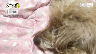 보는 순간 힐링되는 강아지들 단체 잠방ㅋㅋㅋ.wmvㅣCompilation of Dogs Sleeping That Will Make Your Day in 3 Minutes