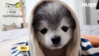 보는 순간 힐링되는 강아지들 단체 잠방ㅋㅋㅋ.wmvㅣCompilation of Dogs Sleeping That Will Make Your Day in 3 Minutes