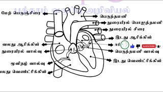 10th Science Practicals-Observation of Models-Human Heart