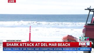 Shark Attack At Del Mar Beach